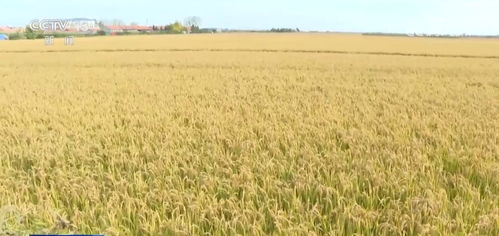 我國農業(yè)保險規(guī)模躍居全球前列，承保品種突破500個助力農業(yè)穩(wěn)健發(fā)展