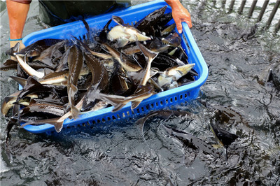 好山好水養(yǎng)好魚(yú)——安順推動(dòng)生態(tài)漁業(yè)高質(zhì)量發(fā)展調(diào)查