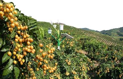 農產品不愁銷，訂單農業(yè)來支招