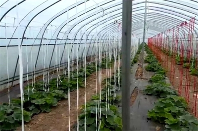 靈石縣南關鎮(zhèn) 堅持黨建引領 凝聚發(fā)展合力 農產品種植