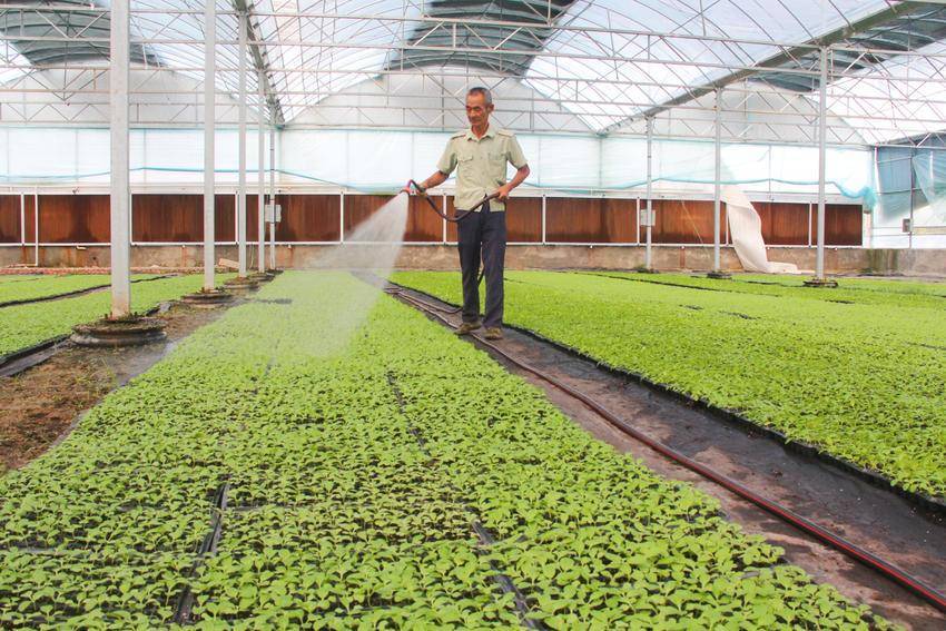 小菜苗“育”出大產業(yè) 水產養(yǎng)殖的綠色革命