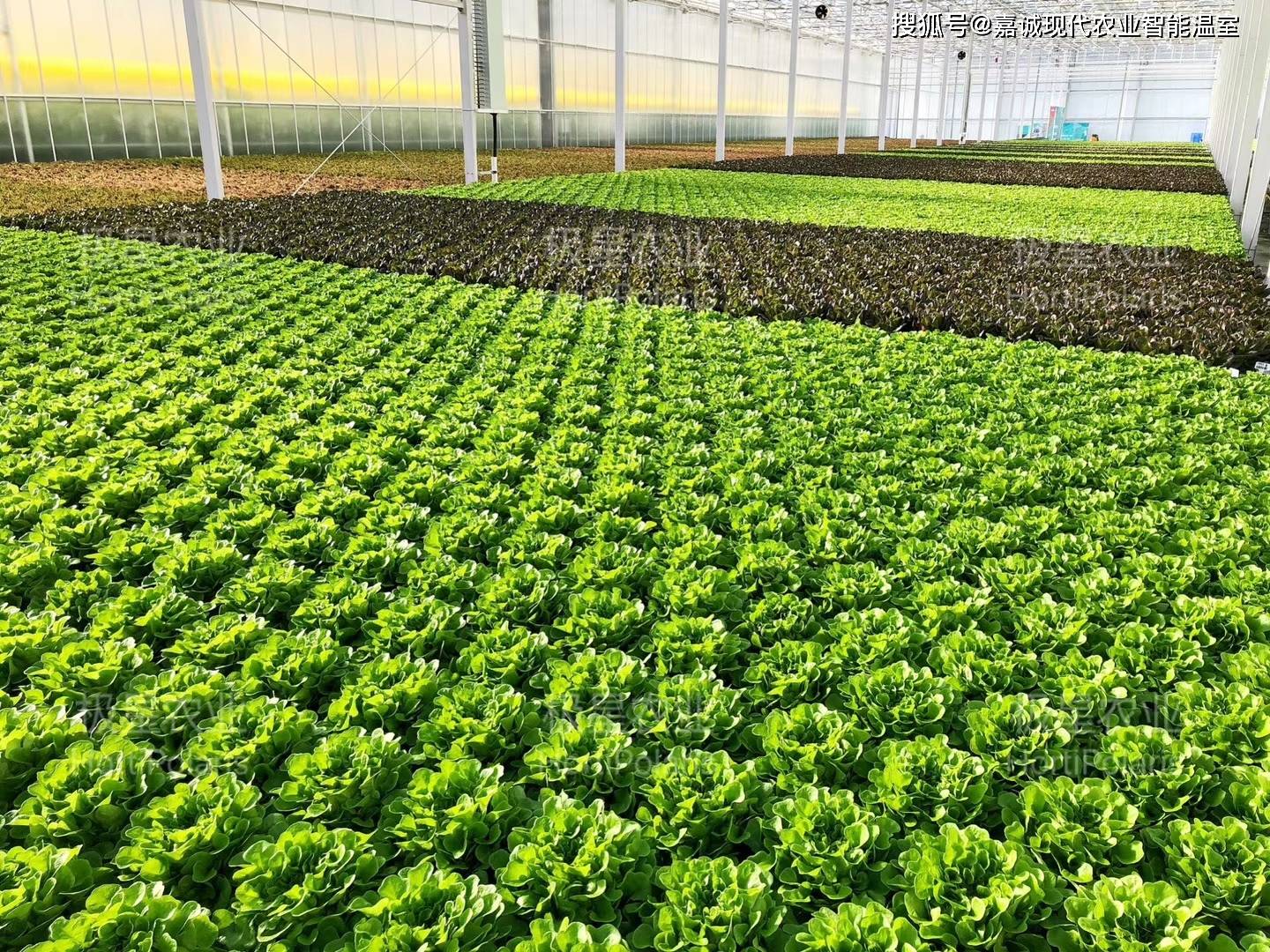 水培農業(yè)在溫室大棚應用中面臨的問題與挑戰(zhàn)