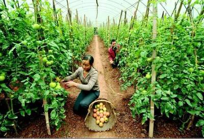 創(chuàng)意農業(yè)丨農產品銷售為何難？市場三大變革下的突圍之道