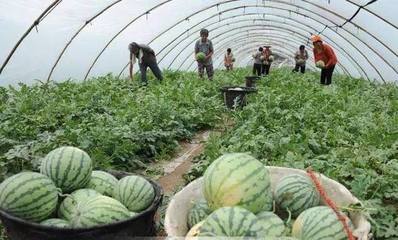 特色水產養(yǎng)殖 從池塘到餐桌的溢價之路