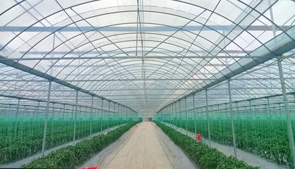 斜角村 以菜為基，以水為業，雙輪驅動助力鄉村產業振興